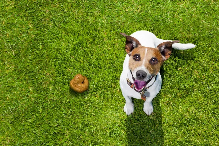 Een hond met bruin-witte vlekken zit op het groene gras naast een hoop hondenpoep; de hond glimlacht.