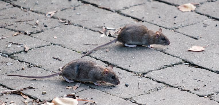 Twee bruine ratten op een grijze bakstenen stoep.