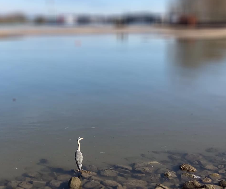 Een grijze reiger staat op rotsen aan de rand van een rivier of meer, met water op de achtergrond.