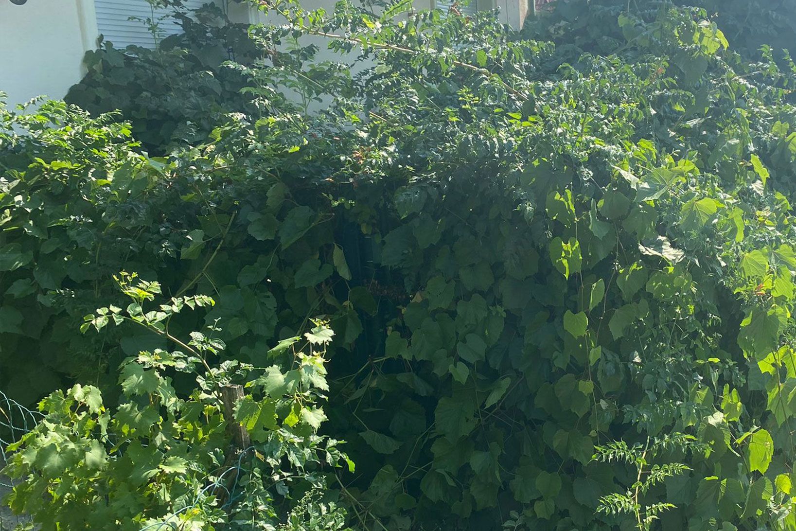 Garten vorher