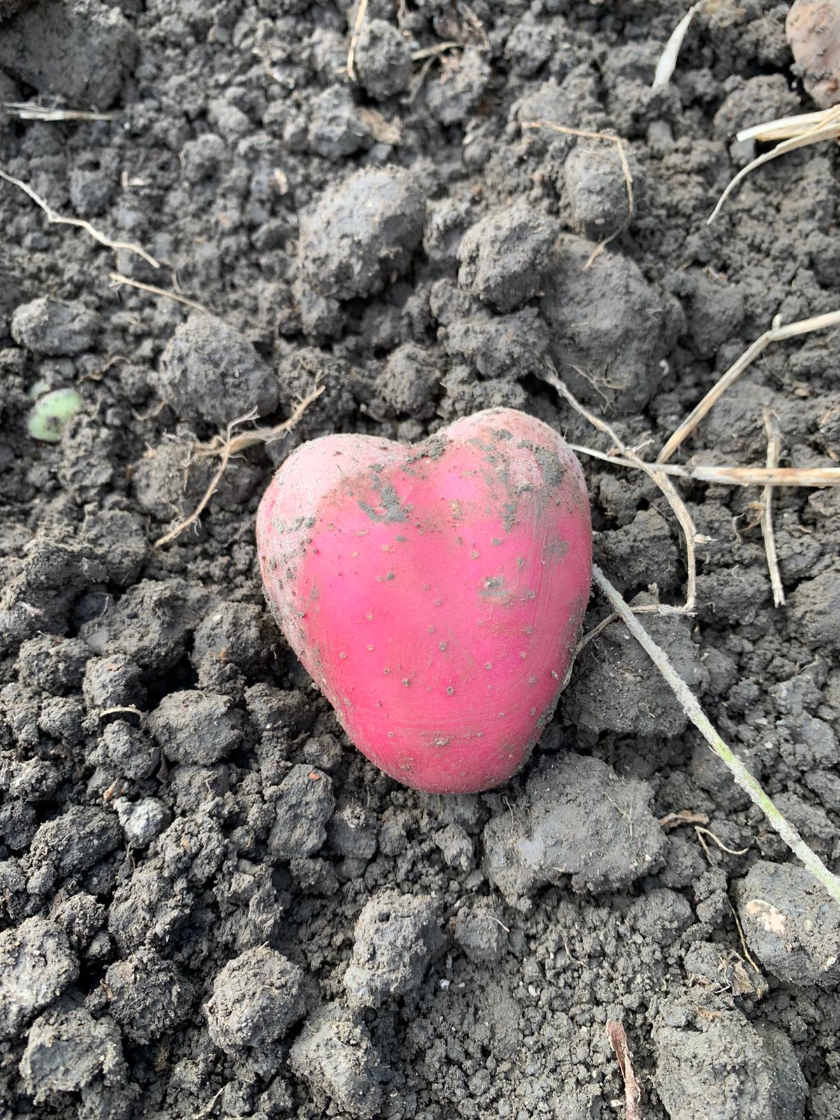 Hartvormige roze aardappel op donkere aarde