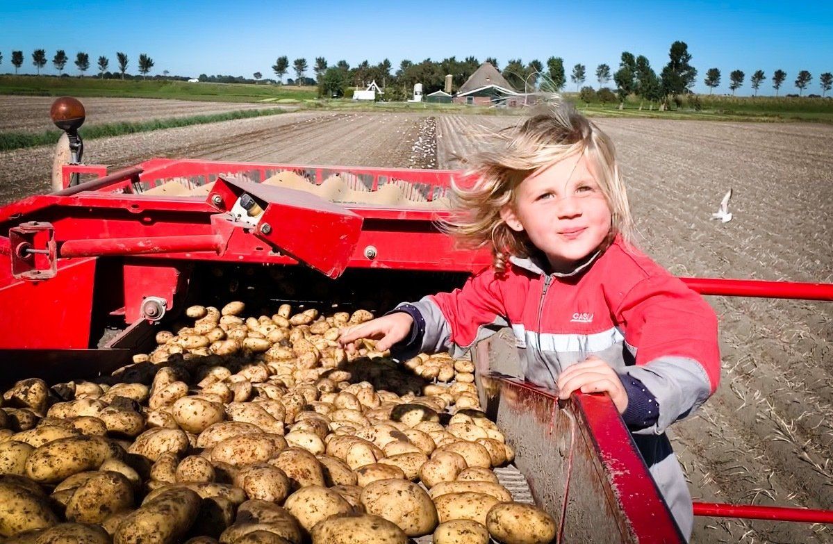 Kind op een rode landbouwmachine met een lading aardappelen op een veld.