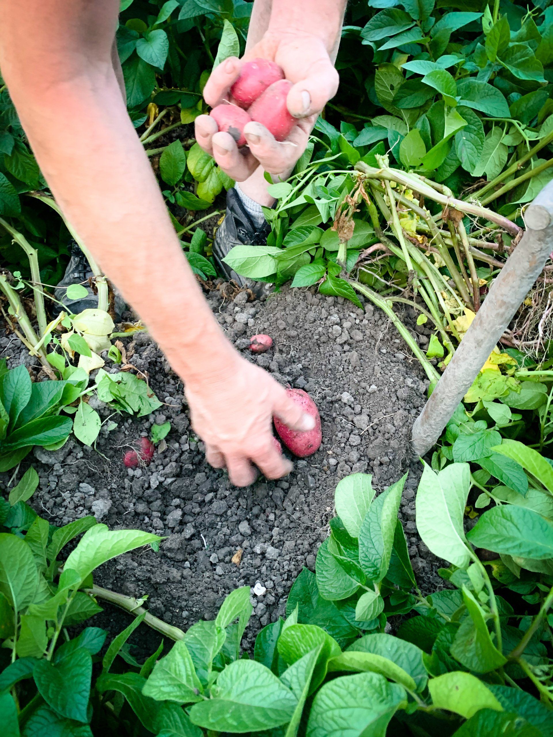 Handen planten rode aardappelen in een tuinbed omringd door groene bladeren.
