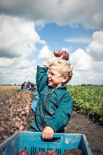 Een kind in een turquoise jasje houdt een wortel boven een blauwe krat in een veld onder een bewolkte hemel.
