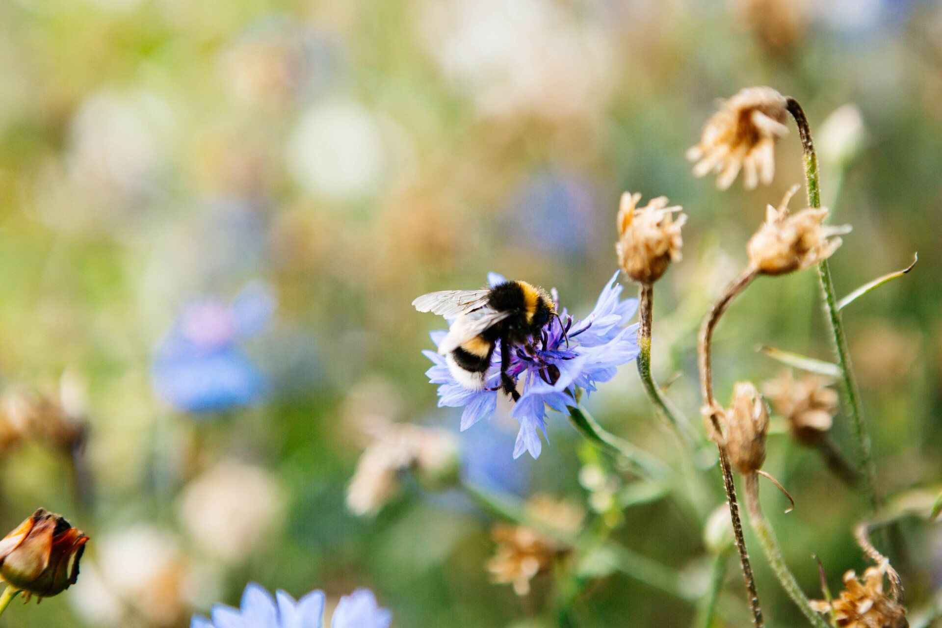 Hommel op een blauwe wilde bloem in een zonovergoten weide met wazige bloemen op de achtergrond.