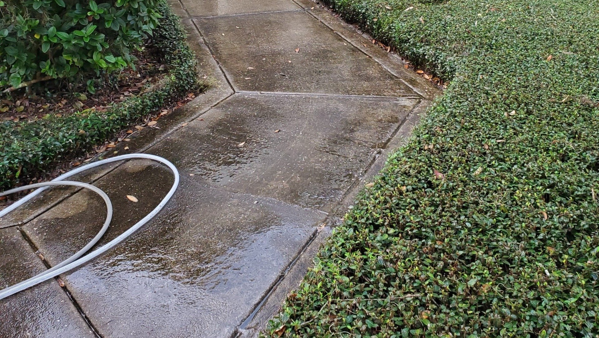 Hedge Trimming