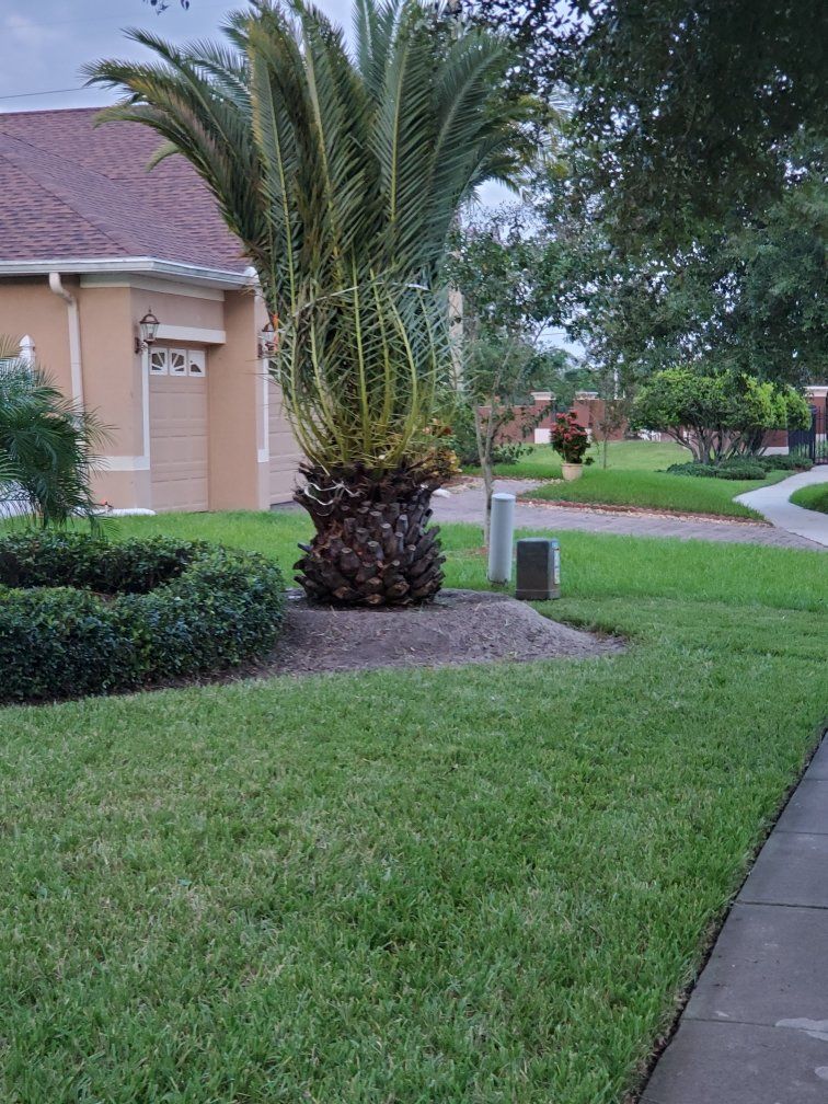 new palm tree