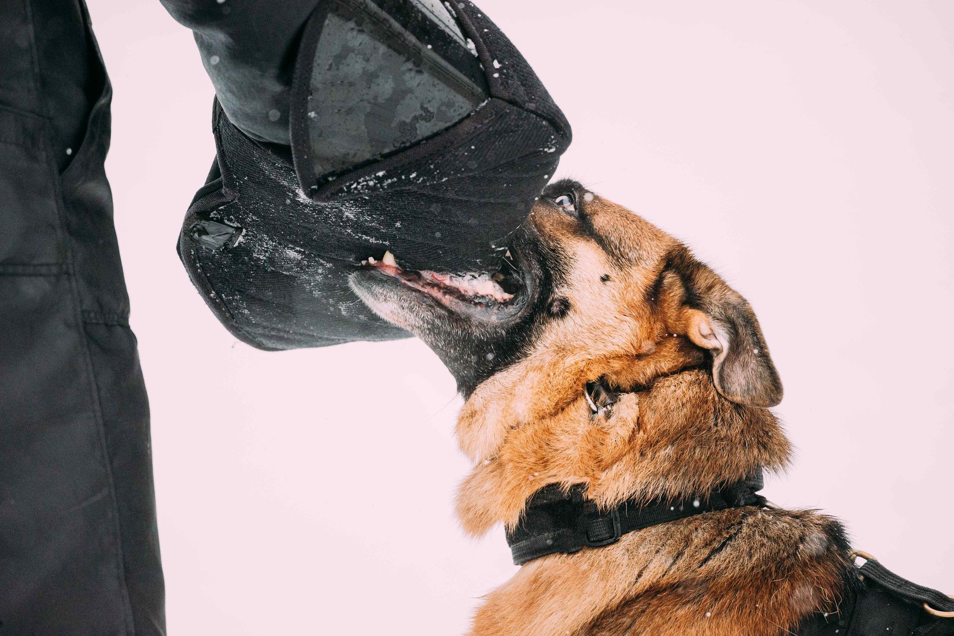 A K9 dog currently undergoing training, gently clamps its mouth around the arm of the trainer in a controlled manner, simulating a bite without actually biting or harming the arm. This section is got Dog Bite.
