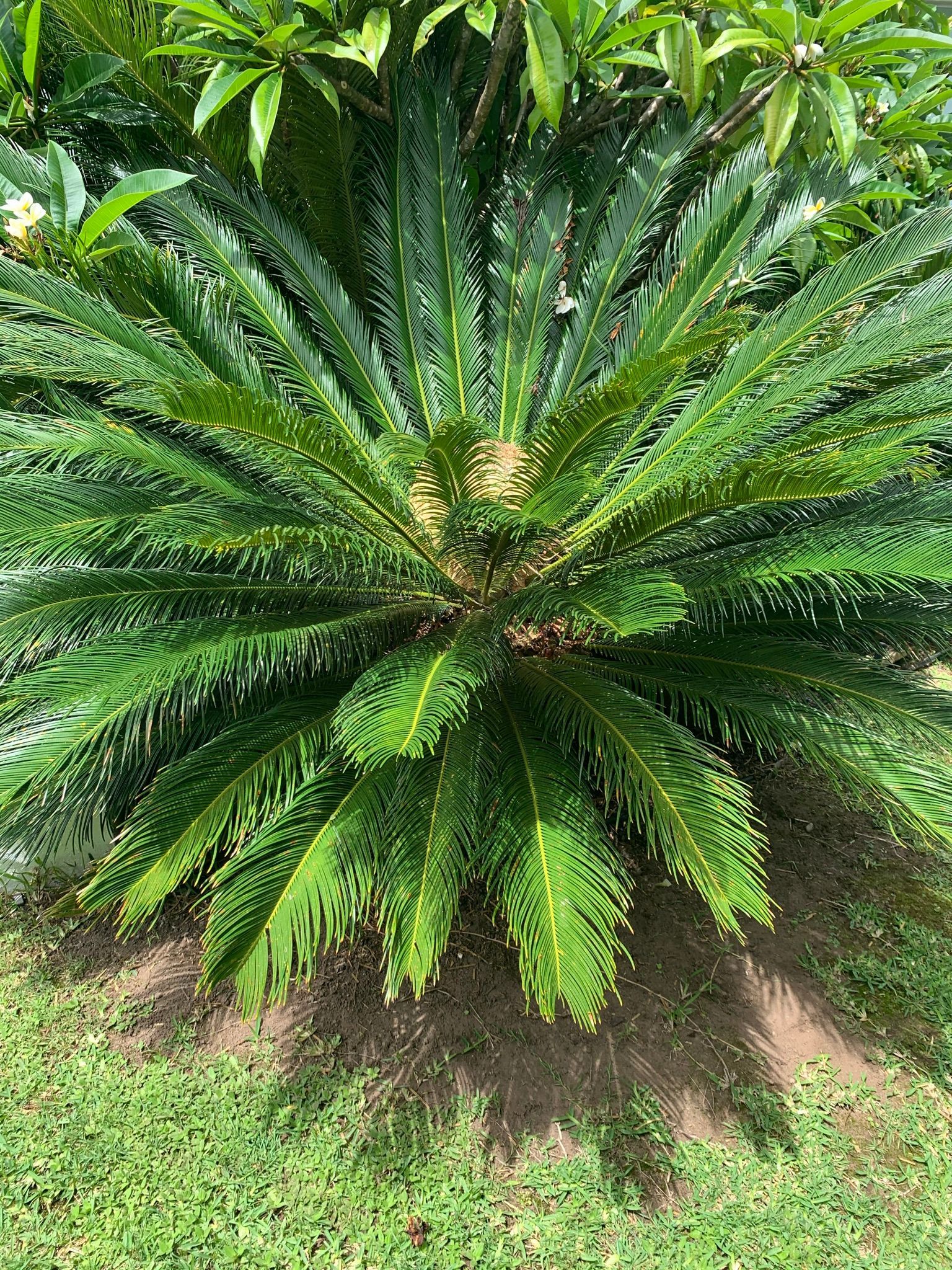 A Palm Tree is Growing in the Middle of a Lush Green Field | Central Coast, NSW | Budget Lawns Plus