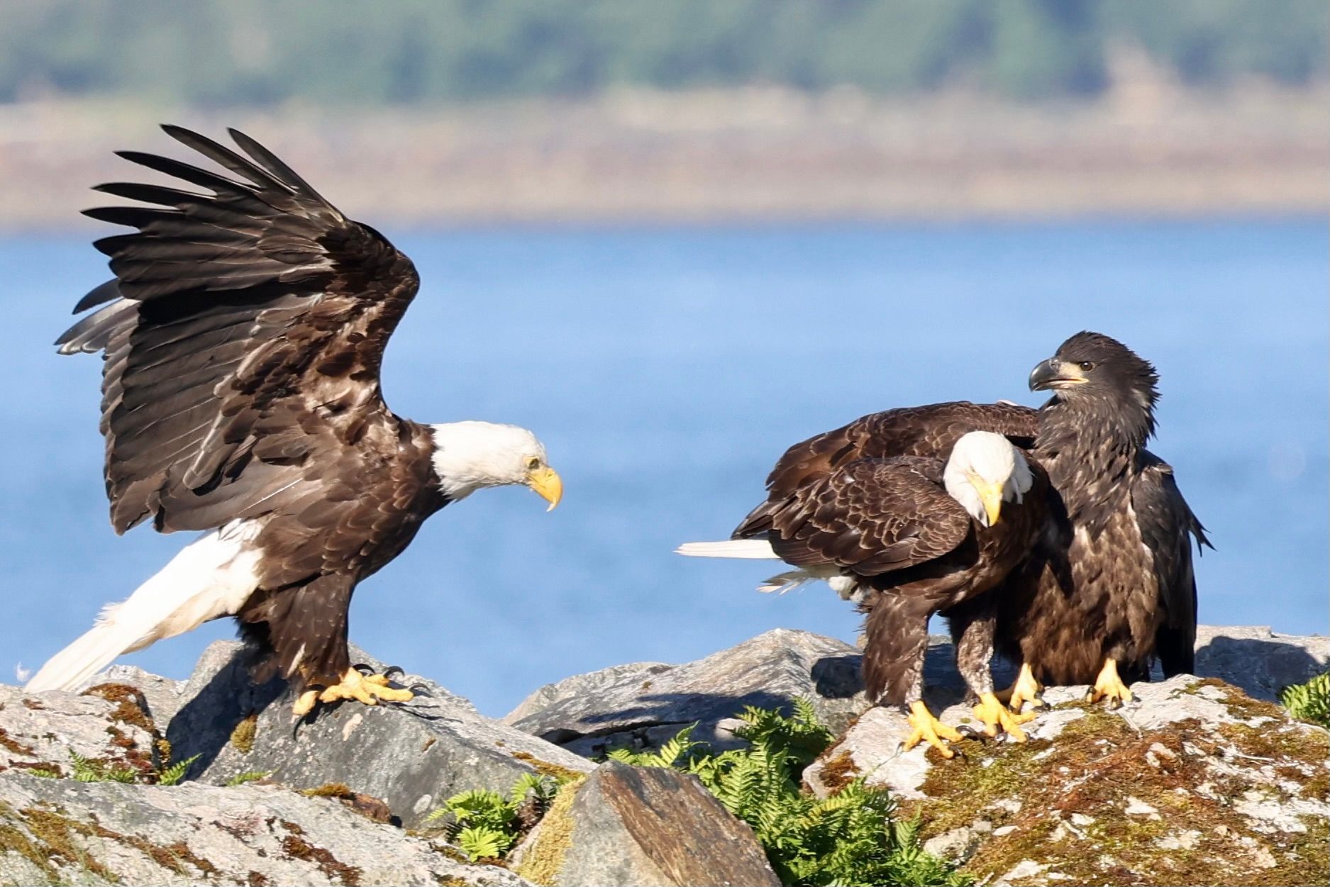 Two bald eagles on rocks by water, one spreading its wings and another facing away.