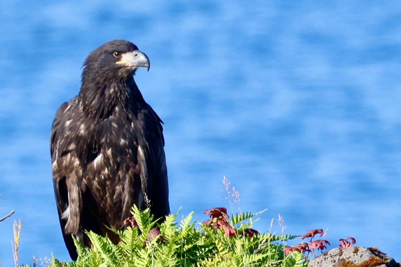 Dark bird perched on green foliage against a blue water background.