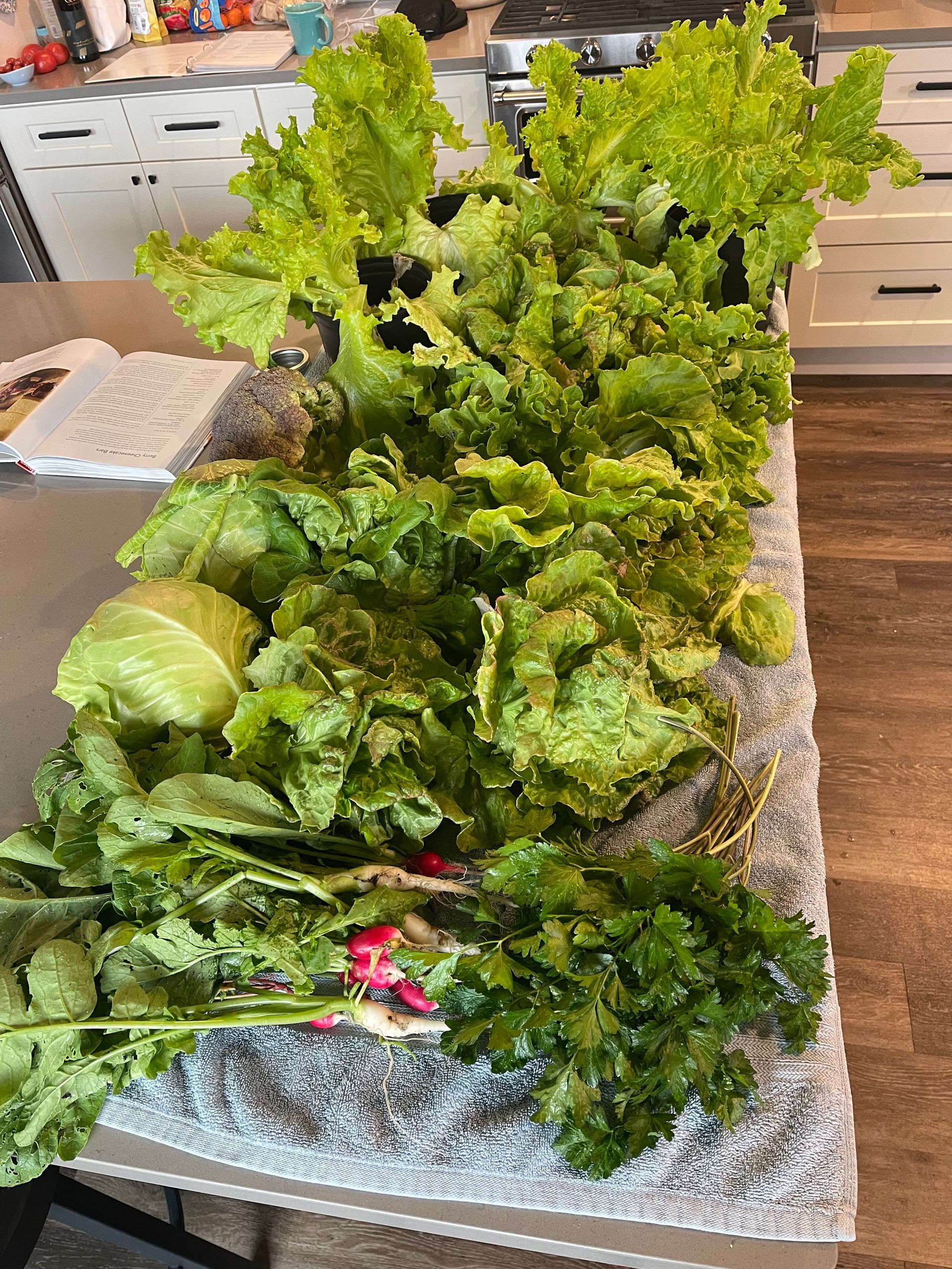 Assorted leafy green vegetables and lettuce arranged on a countertop in a kitchen