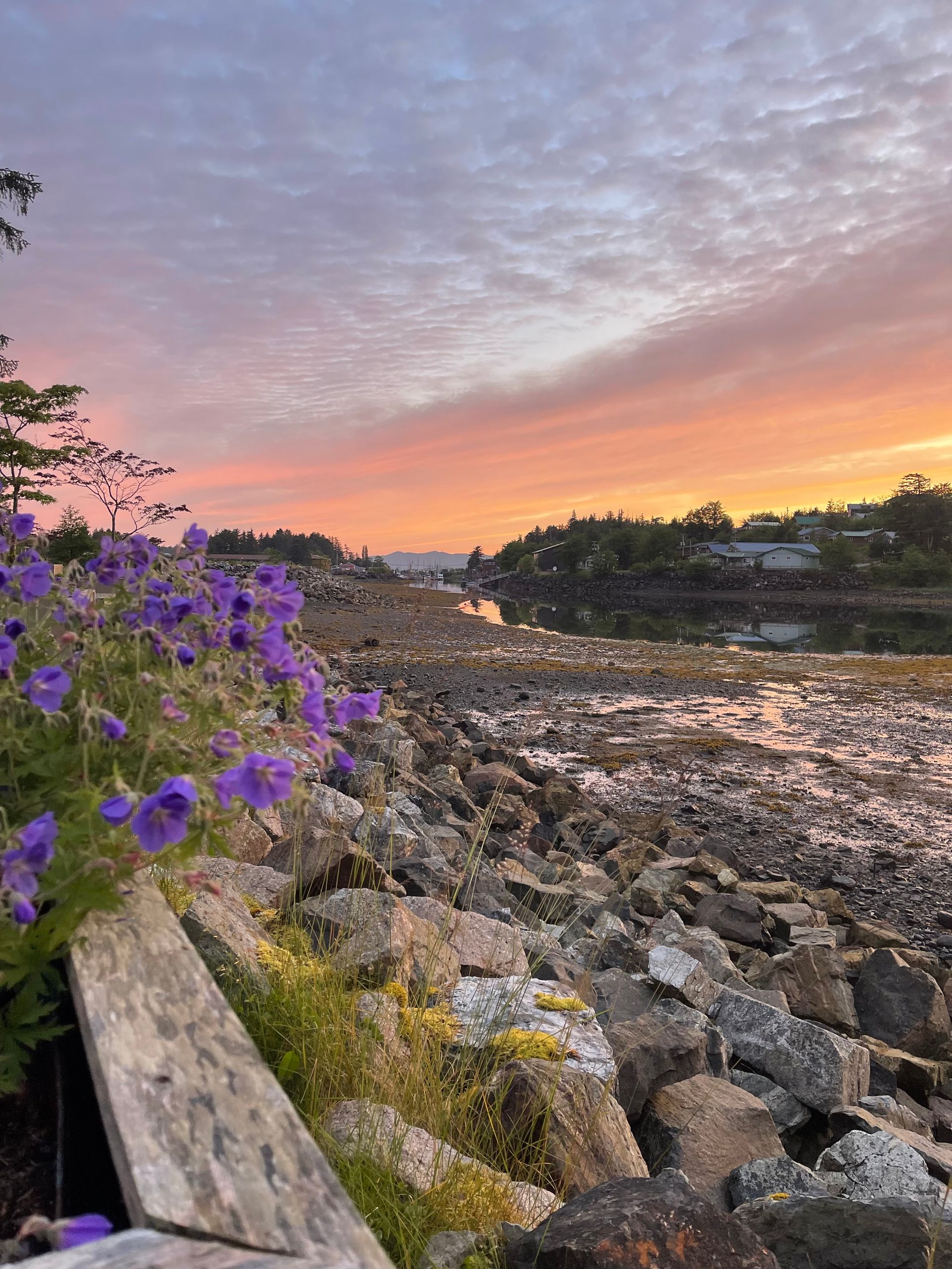 Rocky shoreline at sunset with purple flowers in the foreground and a pink-orange sky