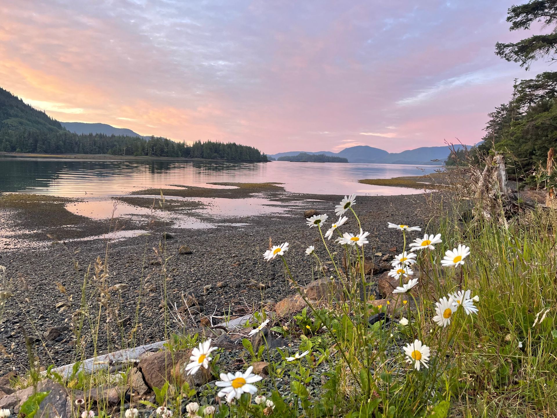 Daisy flowers in the foreground of a rocky lakeshore at sunset with pink clouds and distant hills