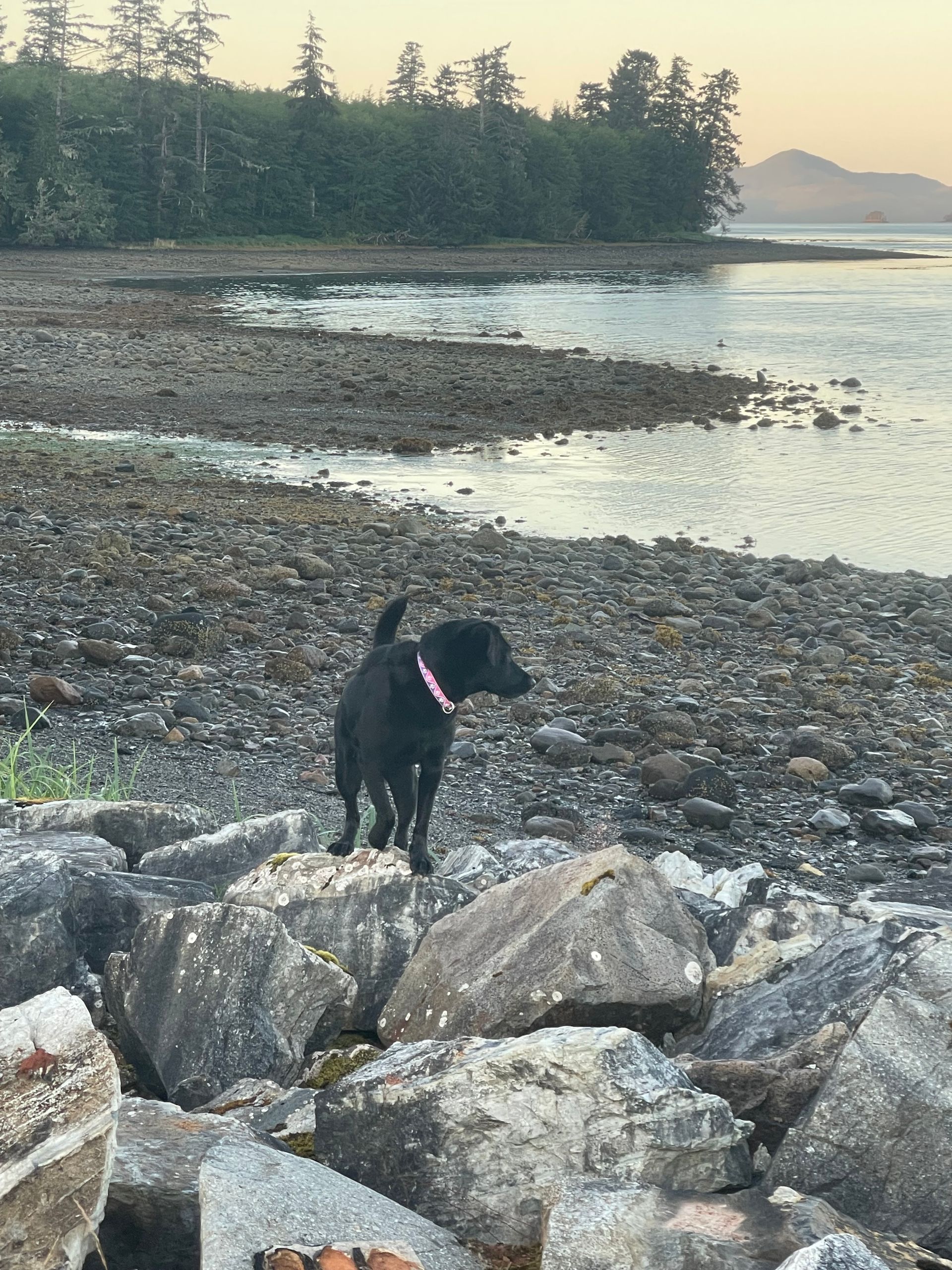 Black dog with pink collar standing on rocks by a rocky shoreline at dusk