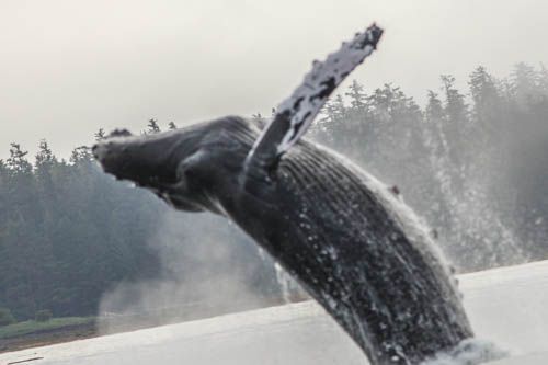 Whale breaching from a misty lake near a forested shoreline