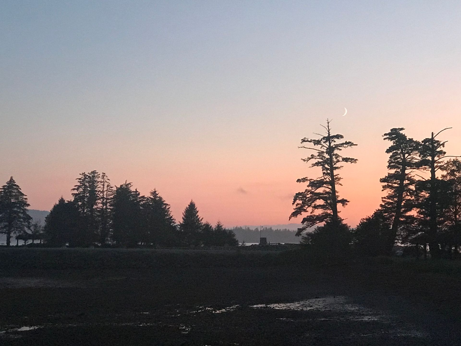 Silhouetted trees at dusk under a pink and blue sunset sky