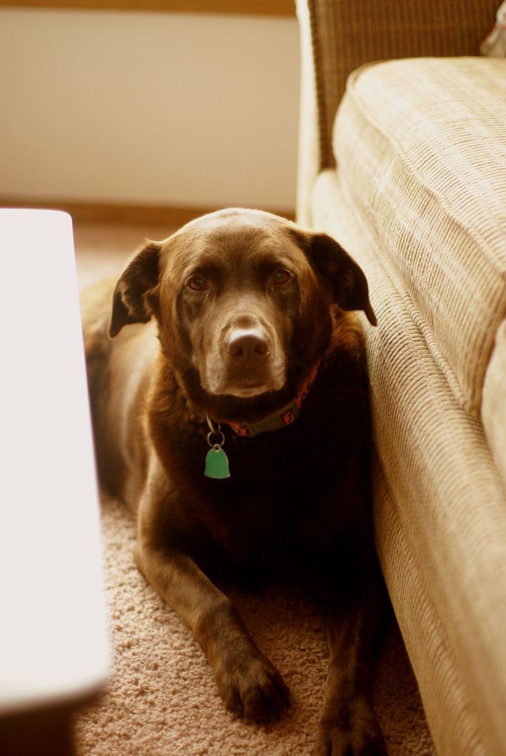 Brown dog sitting beside a beige couch in a warmly lit room