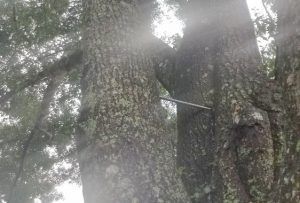 Two large, mossy trees with a metal rod connecting them; overcast sky.