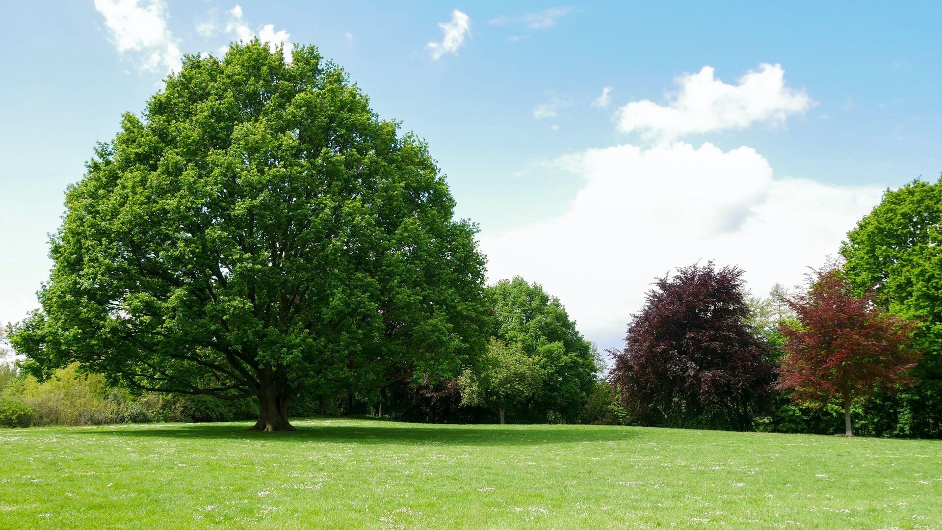 Green trees in a grassy field under a blue sky with fluffy white clouds.