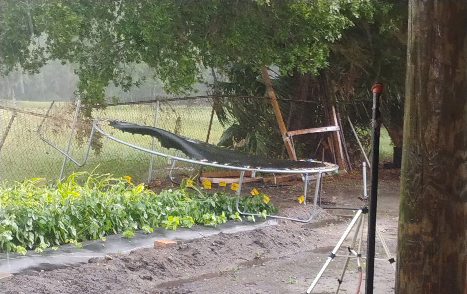 Trampoline damaged in yard, bent over fence; rain falling; garden in front, utility pole on right.