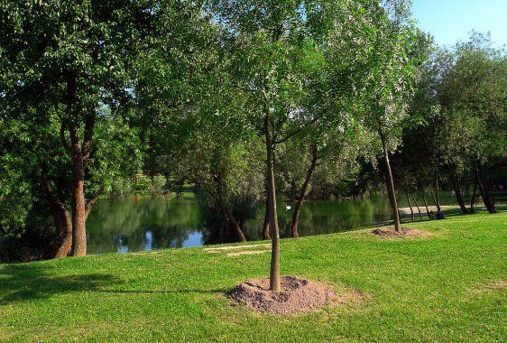 Green trees line a grassy area by a calm lake on a sunny day.