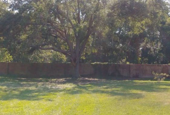 Large tree in a grassy yard, shadow cast on the lawn. A low, brown wall is in the background.