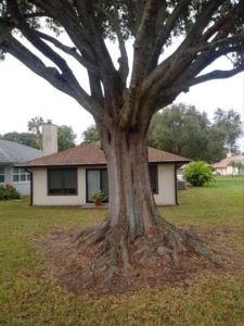 Large tree with exposed roots in front of a one-story house on a grassy lawn.