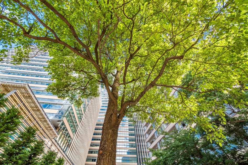 Tree canopy in front of tall city buildings with glass and blue balconies