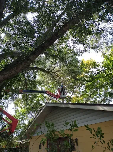 A person in a lift truck trimming a large tree over a yellow house with a white roof.