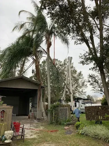 Palm tree being trimmed, near a garage and fence. Person in yard.
