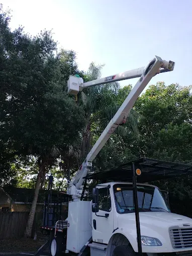 White tree trimming truck with raised arm reaching into a tree against a blue sky.