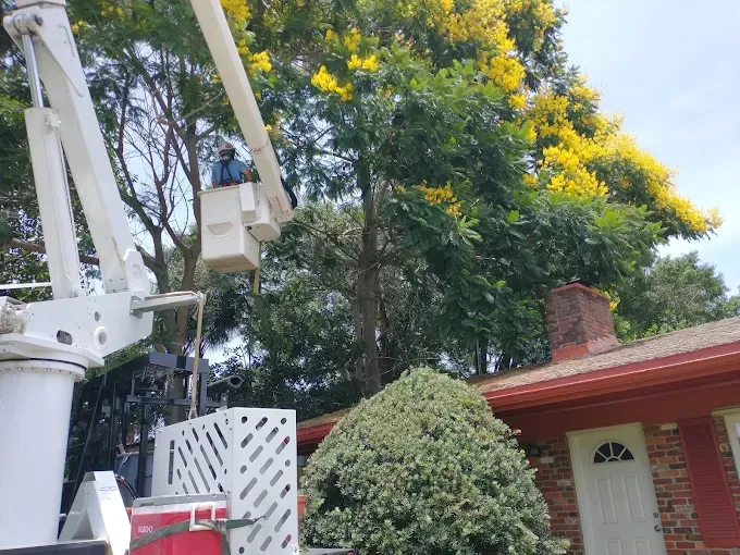 Person in lift trimming tree near house with yellow flowers and a red brick chimney.