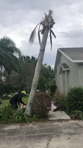 A person using a chainsaw to cut a leaning palm tree next to a house. Cloudy sky.