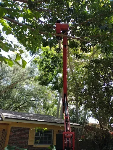 Red lift arm reaching into a tree with green leaves, near a house.