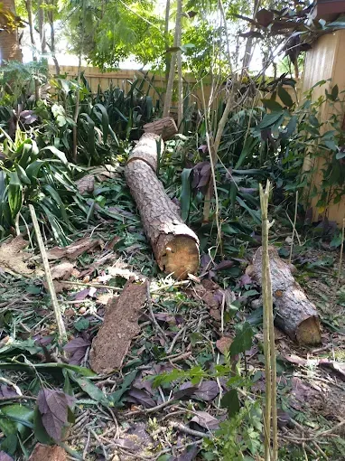 Fallen tree trunk cut into sections, surrounded by leaves and vegetation in a garden setting.