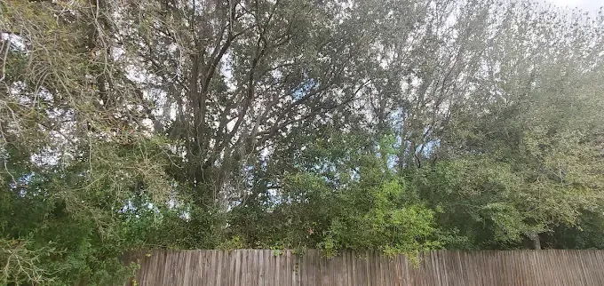Trees and bushes behind a wooden fence. The trees have gray and green leaves.