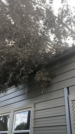 Tree branches overhanging a gray house with a window and horizontal siding.