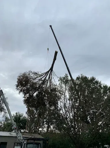 A crane lifting a large tree trunk and branches against a cloudy sky.