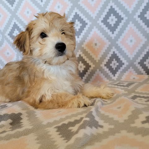 Shih Tzu  - Tucson, AZ - It's A Puppies World