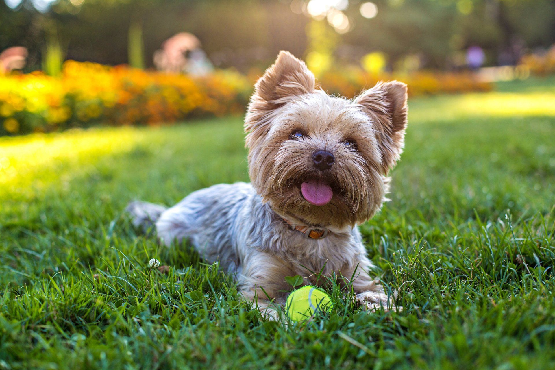 Yorkshire Terrier - Tucson, AZ - It's A Puppies World
