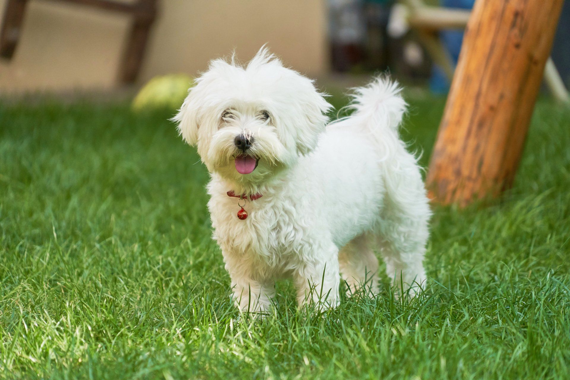 Maltese - Tucson, AZ - It's A Puppies World
