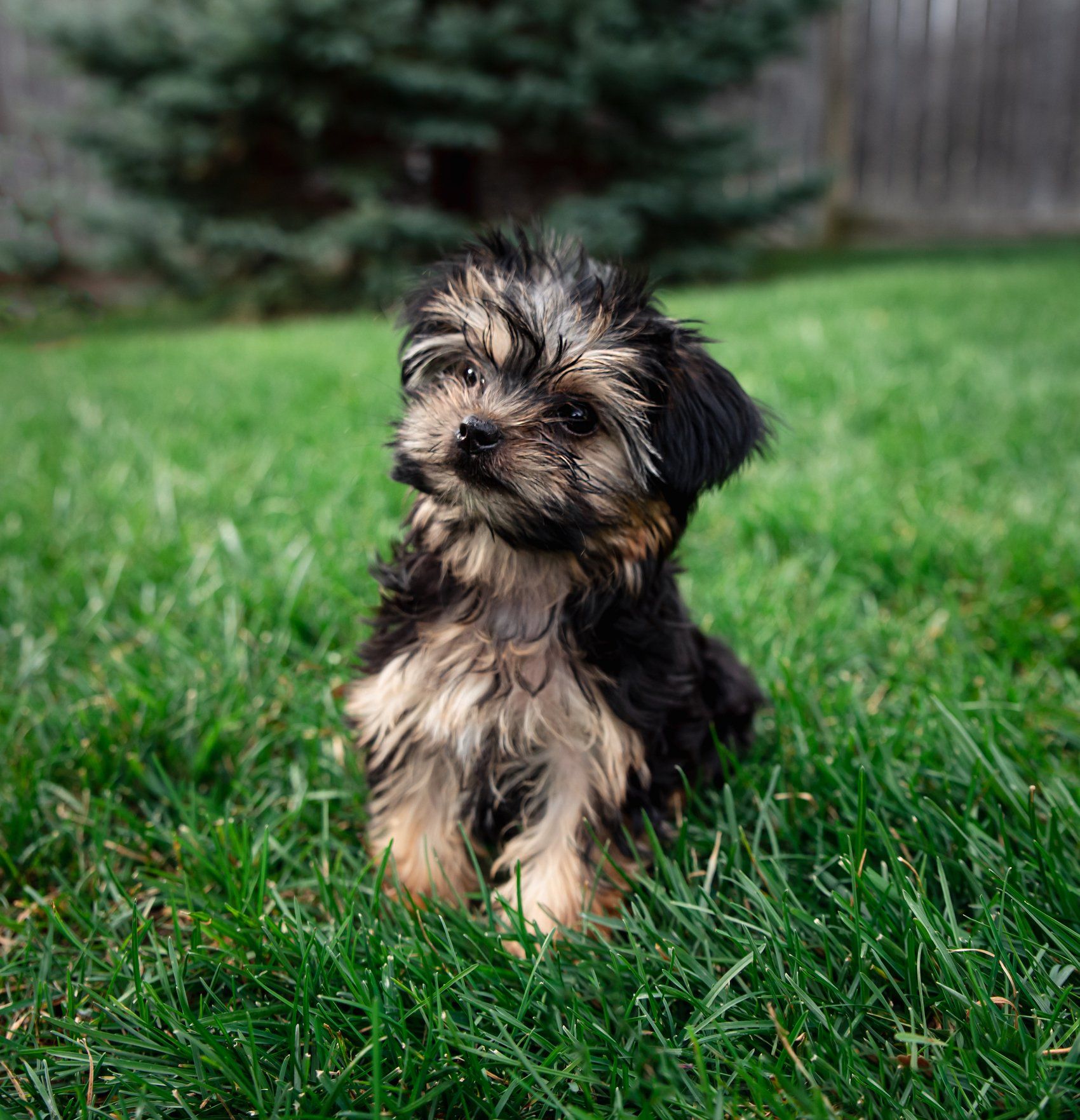 Morkie Poo - Tucson, AZ - It's A Puppies World