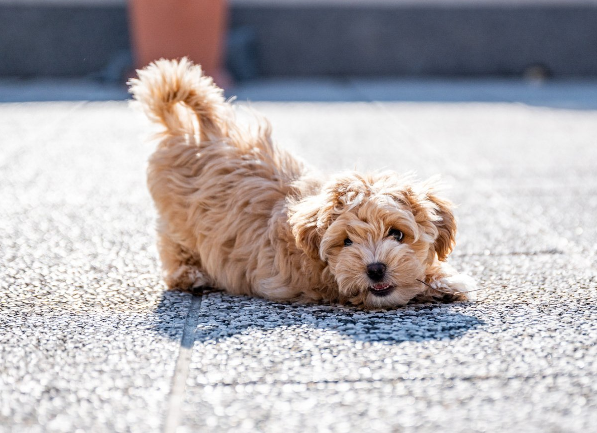Maltipoo - Tucson, AZ - It's A Puppies World