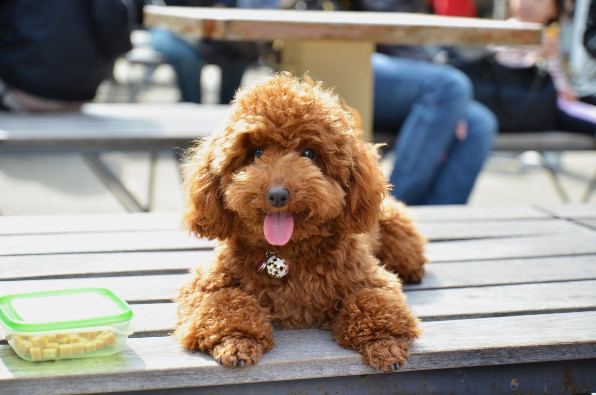 Toy Poodle - Tucson, AZ - It's A Puppies World