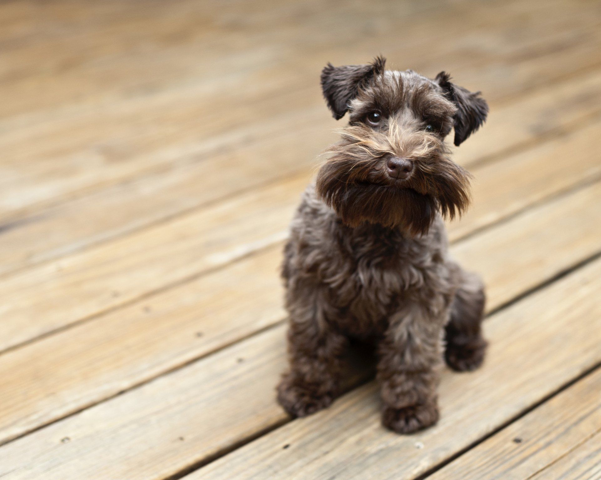 Schnauzer - Tucson, AZ - It's A Puppies World