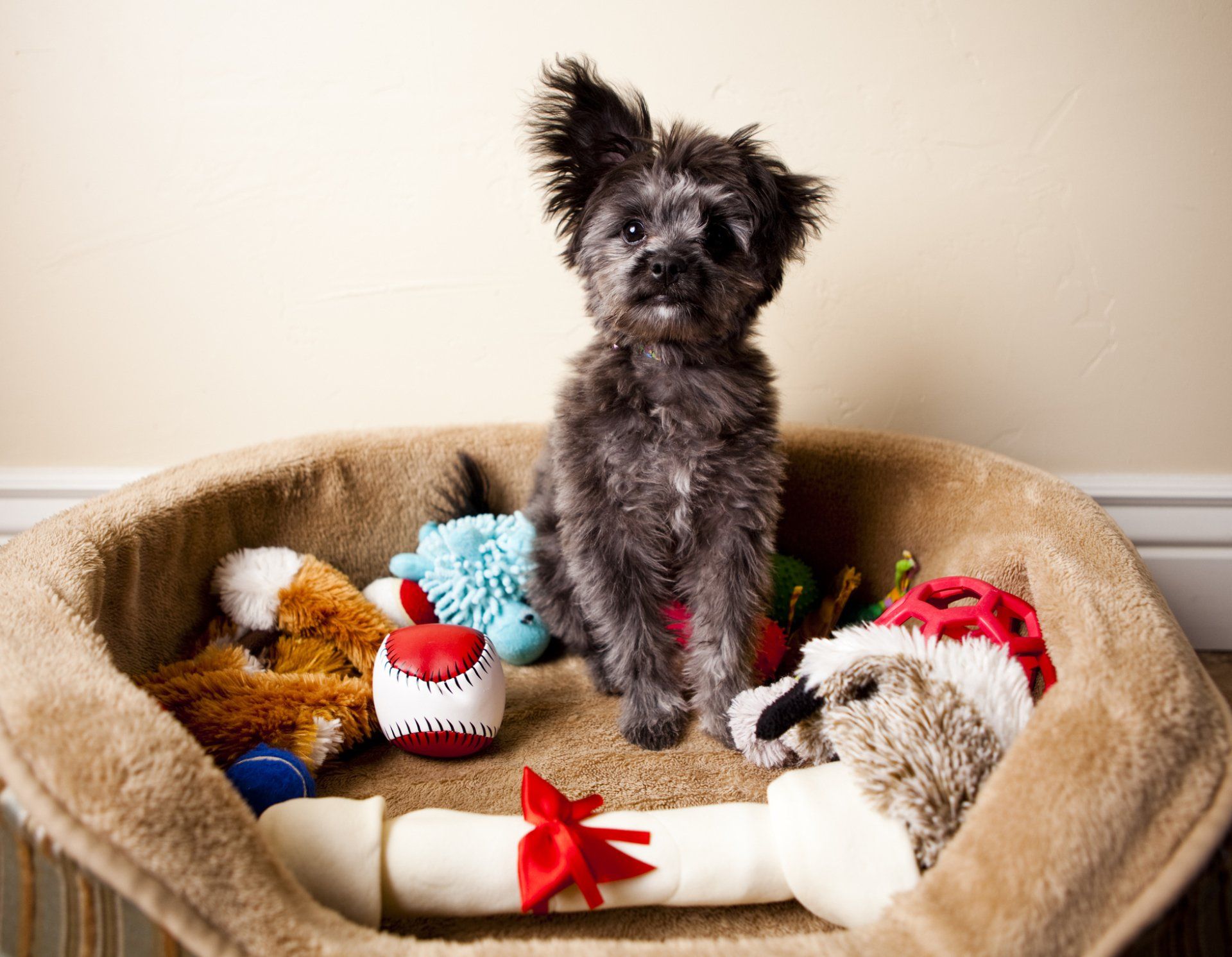 Yorkie Poo - Tucson, AZ - It's A Puppies World