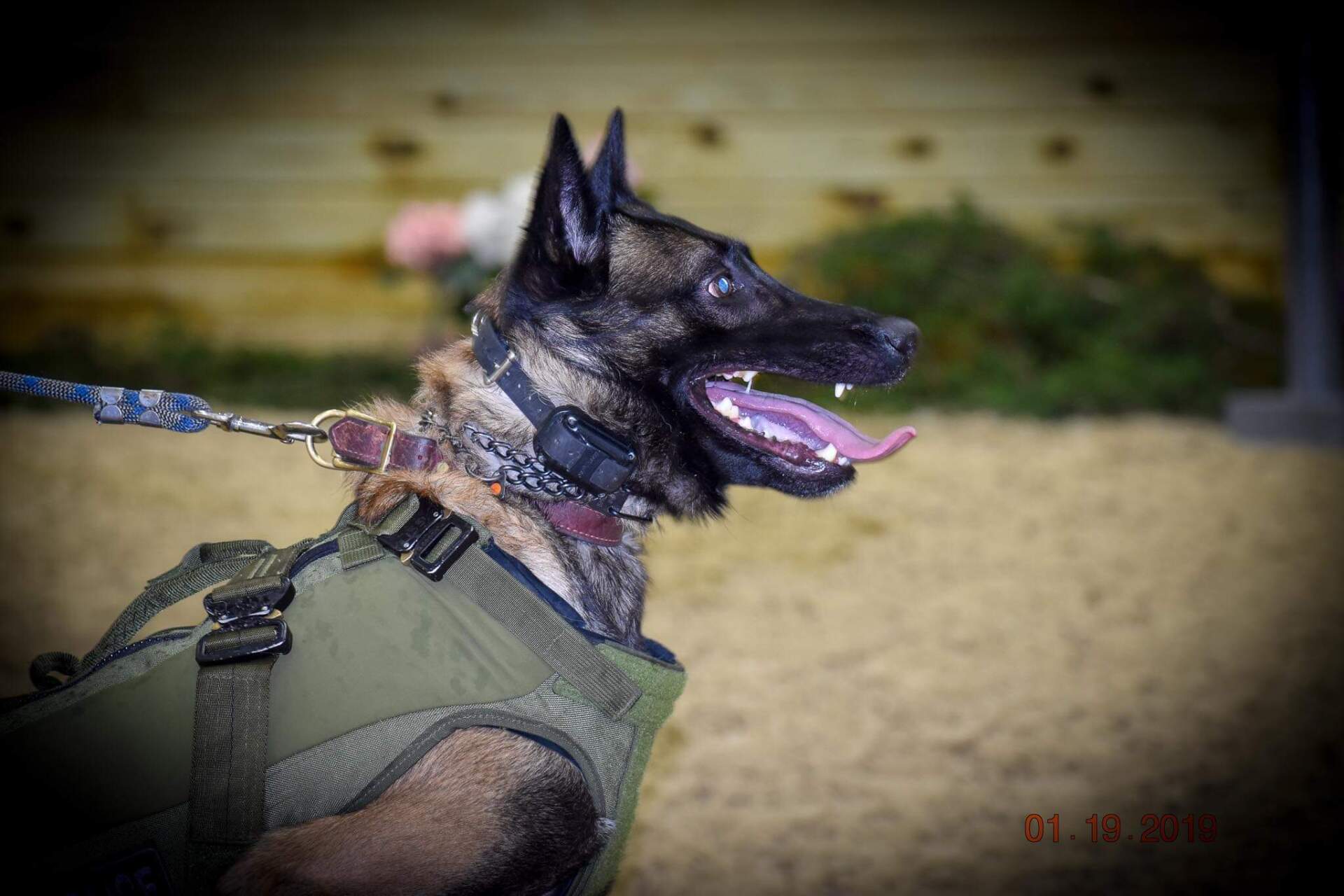 K-9 RAIDER (CURRENT)