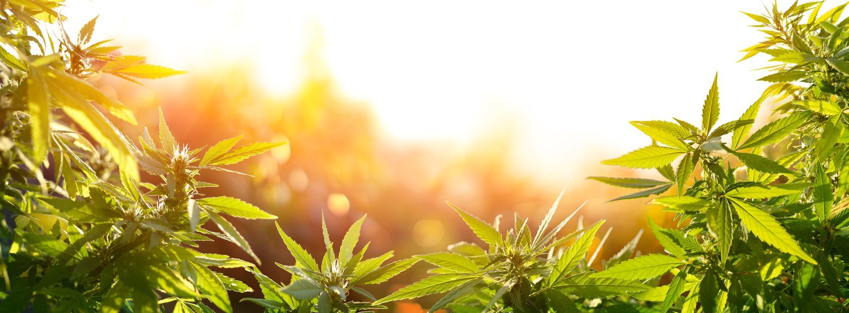 The production of herbal medicines from marijuana in Medical experiment