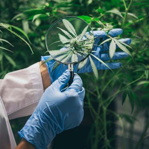 The production of herbal medicines from marijuana in Medical experiment